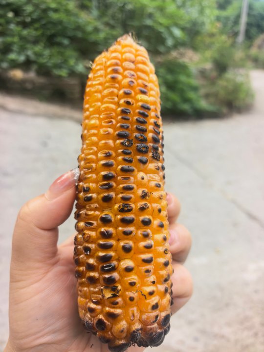 舒丹